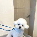 홍글몽글 네이버블로그