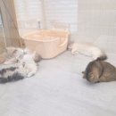 캣플헤븐 이미지