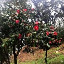 서천 마량리 동백나무 숲 이미지