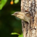 개미잡이 [Eurasian wryneck or Northern wryneck (Jynx torquilla)] 이미지