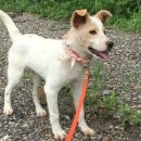 용인시 동물보호센터 이미지