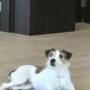 개팔자 상팔자 이미지