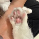 카몽 | 카몽카몽 워터리스 풋워시 내돈내산 후기 | 강아지 발샴푸 추천