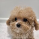 은하수펫샵 이미지