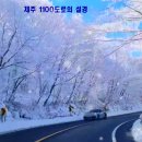 제주1100도로 설경 이미지
