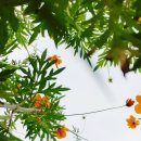 남창초교 | 💐🌼 수원 힐링핫플 금계국 포토존, 사주 상담 후 우연히 발견한 행궁동 나들이