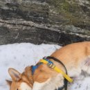 땡큐동물병원 이미지