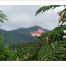꽃창포,등포꽃,좀끈끈이주걱,자귀나무,끈끈이주걱,꽃여귀바늘꽃,금계국,해변싸리,닭의난초,낭아초,062126 이미지
