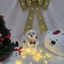 멍글멍글애견호텔미용 | 화성애견미용 화성애견호텔 도도하개 말티즈 강아지 미용 솔직 후기