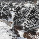 주목나무집 이미지