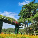 2025년 화순 명소 버스킹 | [화순 가을꽃 축제 전 미리 다녀온 후기] 세계유산 화순 고인돌의 모든 것 총정리!