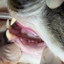 서교동물병원 이미지