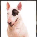 바우와우 하우스 이미지