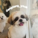 댕댕역 이미지