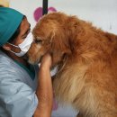 애견미용실 이미지