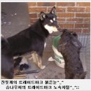 [가정견]진돗개 분양합니다 이미지