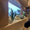 경인로77길 | 타코 맛집 갓잇 문래점 후기 | 메뉴 고민 끝, 엔칠리다 vs 파히타 솔직 비교