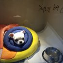 365동물병원 분당점 이미지