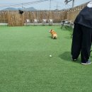 제천 펫택시 이미지