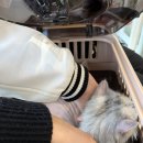 영덕사랑동물병원 | 부천 고양이 동물등록 자궁초음파 고강동물병원 후기