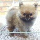 아이러브독 서초점 이미지