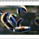 어화둥둥 내강아지 이미지