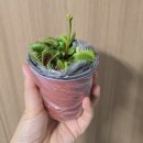 꼬마나라어린이집 | 식충식물 벌레잡이식물 파리지옥키우기 DIY 키트