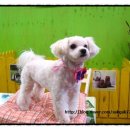 예삐애견 이미지