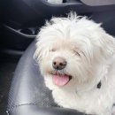 아름다울개 이미지