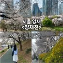 영동문화원 | [서울 양재] 양재천 벚꽃 현황(4월 3일(금) &amp; 양재천 벚꽃등축제 후기