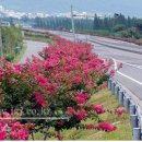 배롱나무 특화거리 이미지