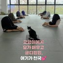 장수요가원 | 😭대퇴골 부러져도 길에서 회복... 요가원 입양된 길냥이의 '공주님' 생활