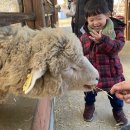 양평 아기와 가볼만한곳 양평양떼목장 먹이주기 / 레일썰매 / 모래놀이터