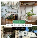 사계절꽃집 | 애월 꽃집 ‘사계절,꽃’ 제주살이 반려식물 입양기!