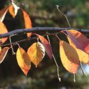 가을노을B 이미지