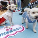 우리동네펫 이미지