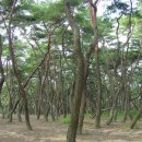 소나무숲 이미지