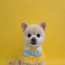 댕그루밍 이미지