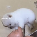 댕댕이 미용실 이미지