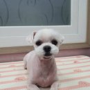 the 굿 dog 이미지