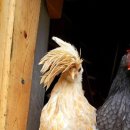 대복삼계탕 이미지