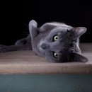 기분좋은 동물병원 이미지