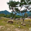 별빛목장 이미지