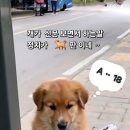 멍멍이 이미지