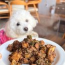 율무네애견 | [경기/수원] 스타필드 수원점 애견동반 레스토랑 ’달마시안‘ 방문후기