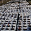 도천농장 이미지