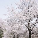 힐스프링