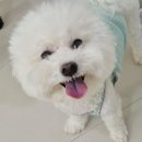 애견호텔 몽몽 네이버블로그