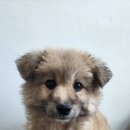 통영시 동물보호센터 | 통영 믹스견, 애처로운 갈색 눈빛…가족을 기다려요! 따뜻한 손길이 필요해요 (+유기견, 믹스견, 통영)