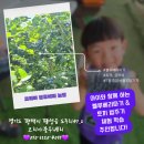 해용농장 | [평택 팽성] 아이와 블루베리따기 체험-코리아 블루베리